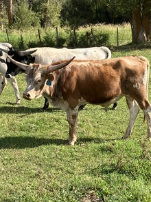 Bull 106