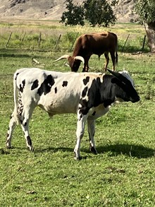 Diablos Gal 22 Bull