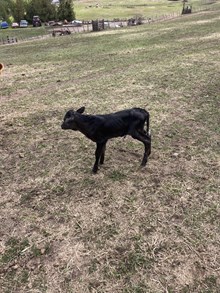 Horn Wine X Topaz 25 Bull