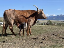 Double Shot X Iron Rose 25 Heifer