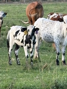 Horn Wine X Jamaka 25 Heifer