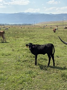 Horn Wine X Flora Linda 25 Heifer