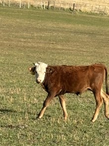 Double Shot X Lady Di 25 Heifer