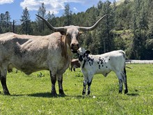 Horn Wine X Iron Maiden 25 Heifer