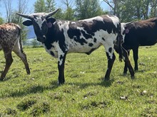 Horn Wine X BH Pepper 24 Heifer 