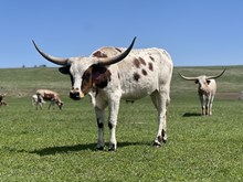 Charlotte 23 Heifer