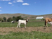 Mr. Blue X 393 25 Bull