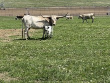 Double Shot X Loaded Cloud 25 Bull