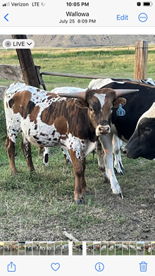 Bull 283