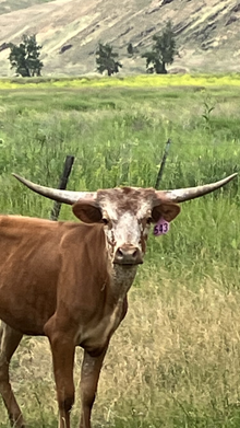 543