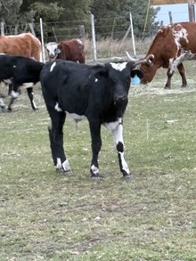 Horn Wine X Fancy Face 25 Bull