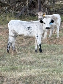 Horn Wine X Sassy Cowgirl 25 Bull