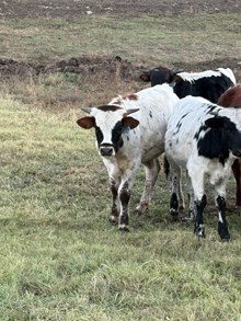 Mr. Blue X 393 25 Bull