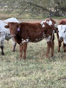 HL Range Finder X Helm Top Desire 25 Heifer