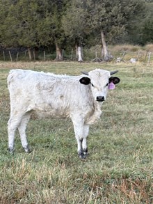 Mr. Blue X Scotch on the Rocks 25 Heifer