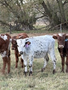 Mr. Blue X Daphnee Heifer 25