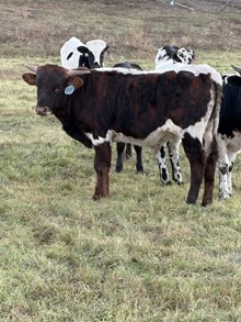 Reckon So X Pepper Chex 25 Bull