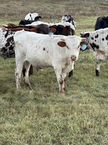 Reckon So X Tibbs Hold My Breath 25 Bull