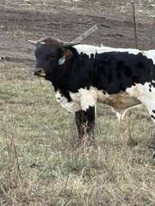 Reckon So X Another All Star 25 Bull 