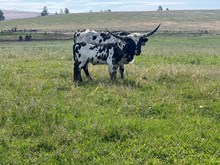 Double Shot X Gold Delight 25 Heifer