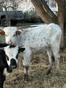 Double Shot X Winnie So 25 Bull