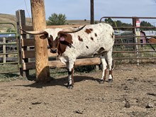 Blaze 23 Heifer