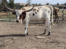 Charlotte 23 Heifer