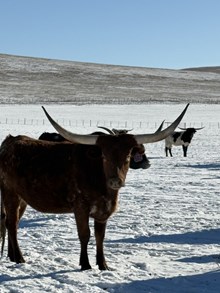 RR Draggin In The Win