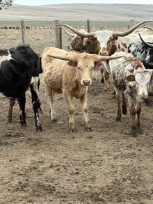 50 Shades Of Palomino