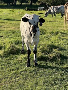 Horn Wine X Iron Maiden 25 Heifer