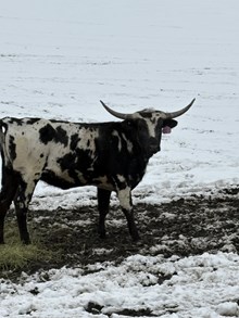 Horn Wine X Jamaka 24 Heifer