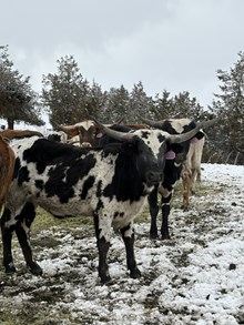 Horn Wine X BH Pepper 24 Heifer 