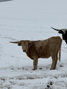 50 Shades Of Palomino