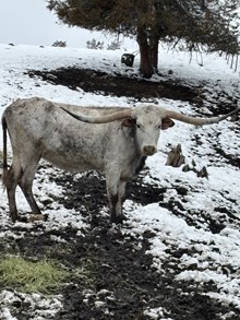 RR Double Tuffs Cowgirl