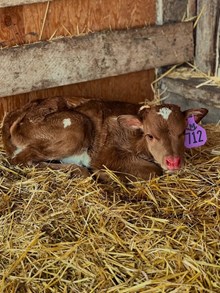 Reckon So X Queen Bomber 26 Heifer