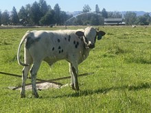 Mr. Blue X Clan Lady 25 Bull