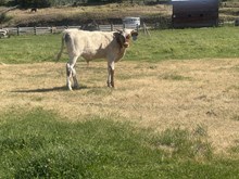 Mr. Blue X Lone Cowgirl 25 Bull