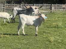 Reckon So X Tibbs Hold My Breath 25 Bull