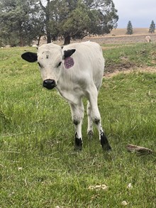 Horn Wine X Double Cupcake 25 Heifer