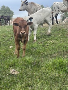 Double Shot X Vinny's Star 25 Bull
