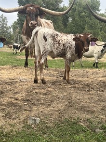 Reckon So X Miss Coyote 25 Heifer