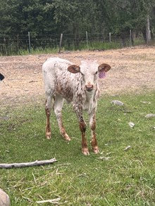 Reckon So X Sitka 25 Heifer