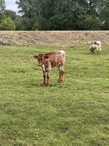 Double Shot X Iron Rose 25 Heifer