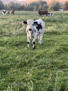 Rebel’s Jackpot X Pepper on Top 25 Bull