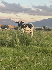 Horn Wine X Gus’s Belle 25 Bull