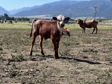 Double Shot X Top Switch 25 Bull