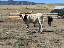 Mr. Blue X 393 25 Bull
