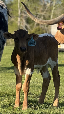 Reckon So X Pepper Chex 25 Bull