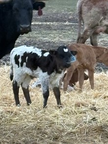 Locked N Loaded X Top Wind 26 Bull