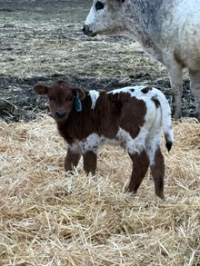 King Midas X Shy White Girl 26 Bull